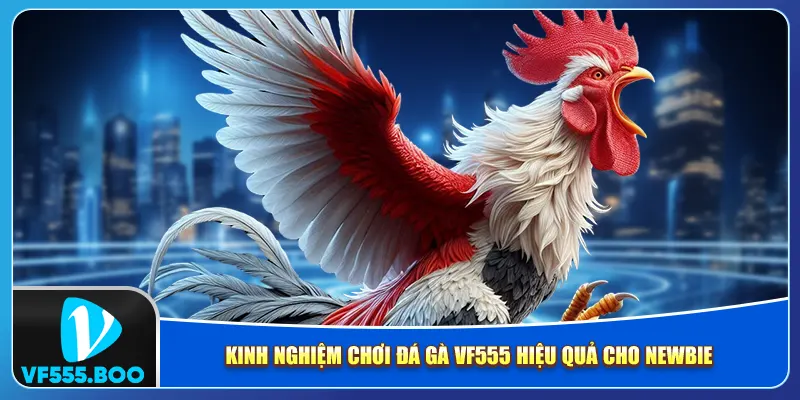 Kinh nghiệm chơi đá gà VF555 hiệu quả cho newbie